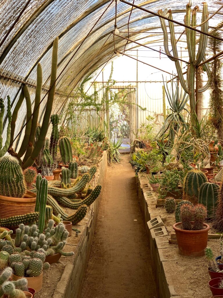 Inside the Cactarium at Moorten Botanical Garden in Palm Springs, showing a narrow dirt pathway lined with potted cacti and succulents under a curved greenhouse canopy.