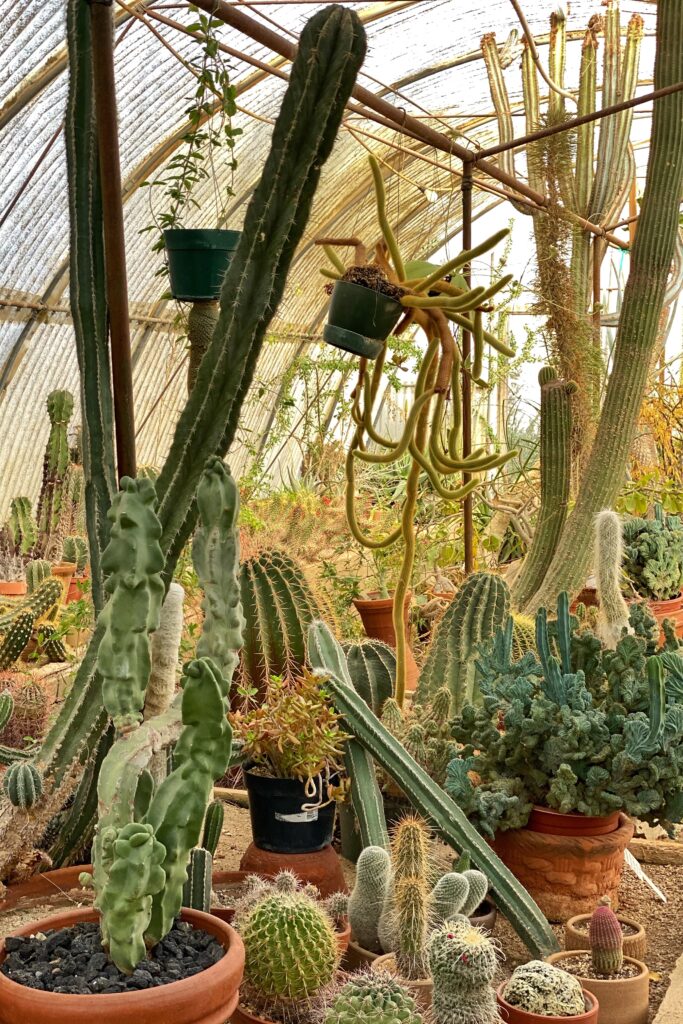 Clustered display of rare and sculptural cacti inside the Cactarium at Moorten Botanical Garden in Palm Springs, with hanging plants and tall columnar species under a curved greenhouse canopy.