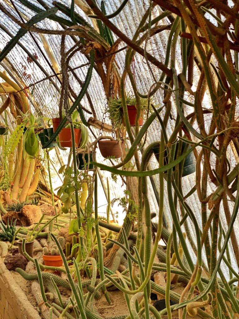 Overgrown display of rare cactus varieties inside the Cactarium at Moorten Botanical Garden in Palm Springs, with tangled stems, hanging pots, and warm light filtering through the curved greenhouse structure.