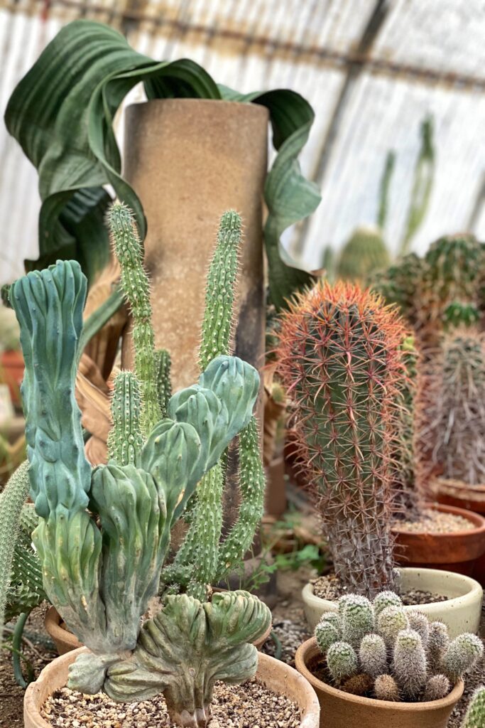 Close-up view of sculptural and rare cacti arranged in terracotta pots inside the Cactarium at Moorten Botanical Garden in Palm Springs, with soft greenhouse light filtering through the curved canopy.