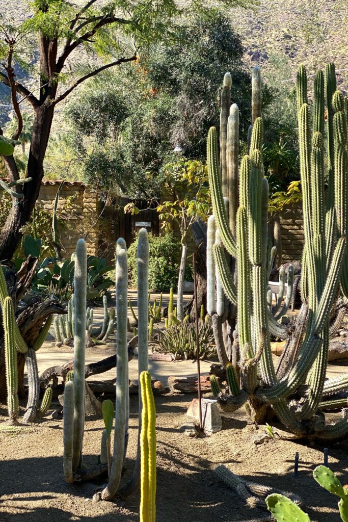 Outdoor cactus garden at Moorten Botanical Garden in Palm Springs, with tall columnar cacti, desert trees, and a sunlit sandy path leading toward a rustic stone building.