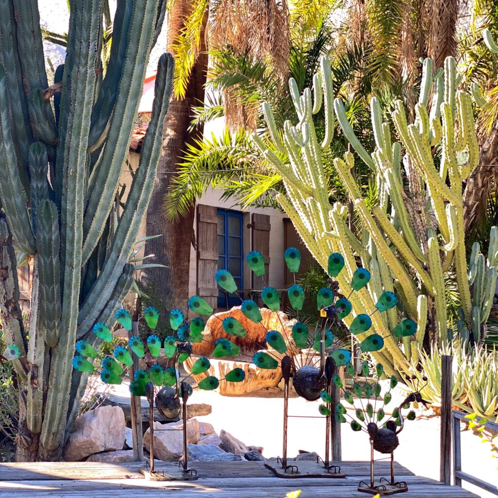 Desert scene at Moorten Botanical Garden in Palm Springs with tall cacti, palm trees, and whimsical metal peacock sculptures in front of a rustic cottage with blue shutters.