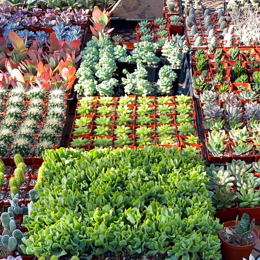 Rows of colorful succulents and small cacti for sale at Moorten Botanical Garden’s nursery in Palm Springs, arranged in neat grids of terracotta pots.