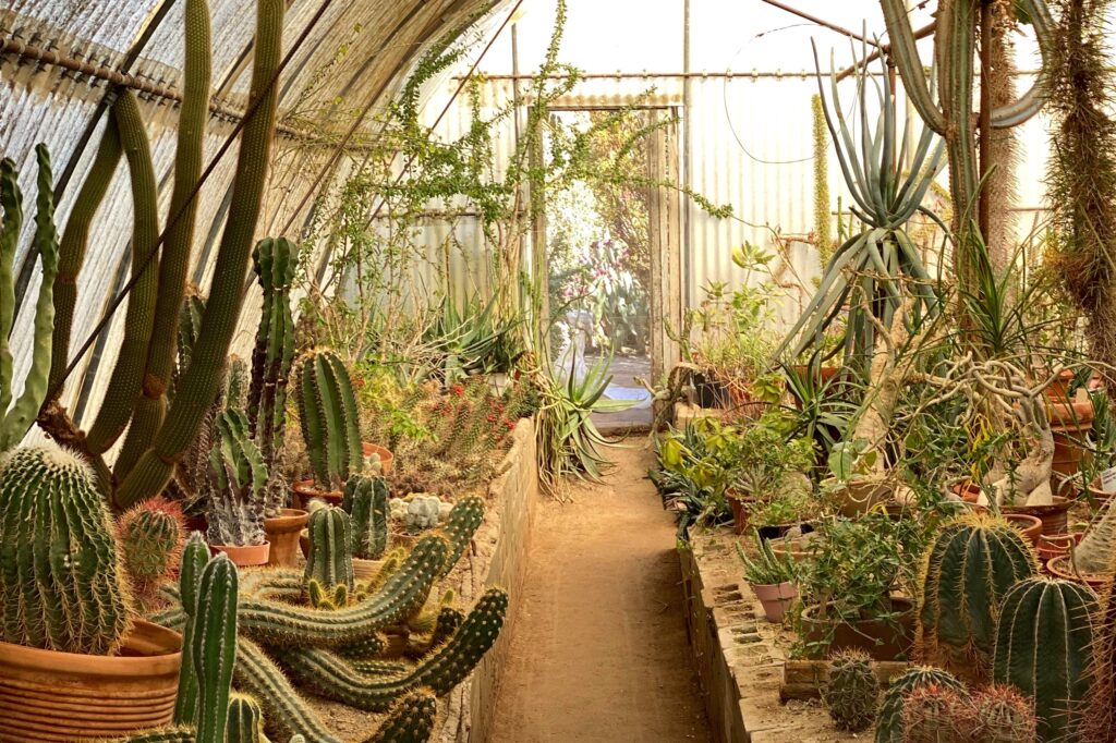 Sunlit greenhouse at Moorten Botanical Garden in Palm Springs, filled with terracotta pots of towering cacti, succulents, and desert plants — a vintage-inspired oasis for travelers and design lovers exploring the desert’s natural beauty.